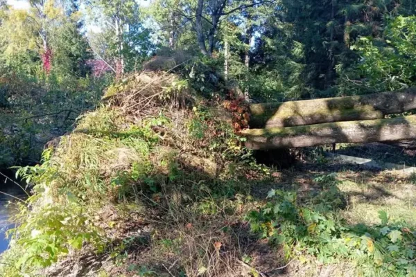 Powalone drzewa w Rekownicy — interwencja strażaków z OSP Jedwabno