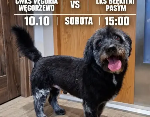 Dzień meczowy w Węgorzewie: Vęgoria kontra Błękitni Pasym i historia psa Krecika