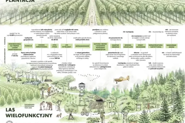 Plantacja czy las? Sosnowe bory wcale nie są bezwartościowe
