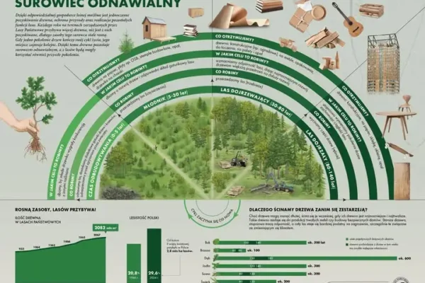 Drewno z lasu – surowiec odnawialny. Leśnicy tłumaczą cykl życia lasu